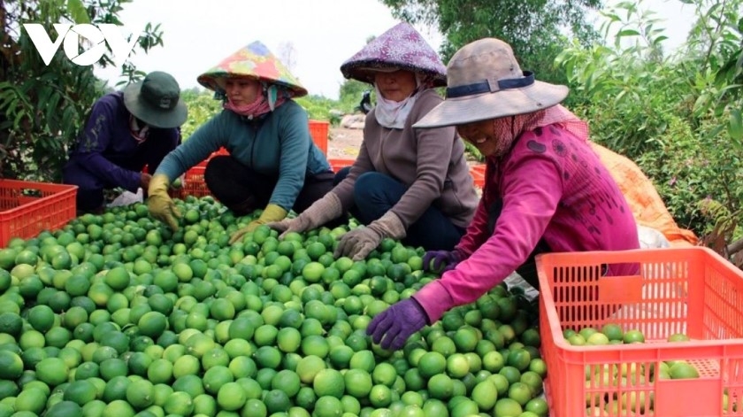 Fruit and vegetable exports top US$2 billion, up 22% in four months